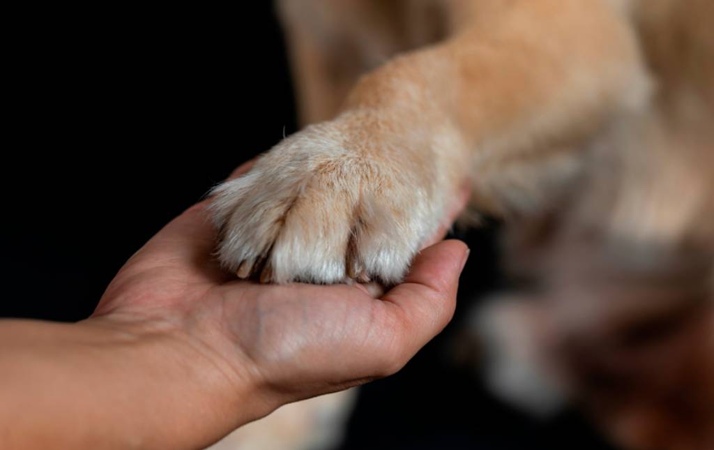 Deputado Daniel Donizet quer criar selo “Empresa Amiga dos Animais”