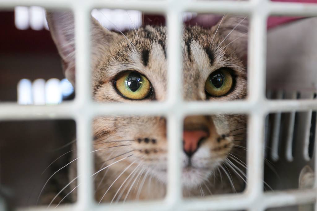 Com 270 mil atendimentos desde que foi lançado, o RJPET está entre os maiores programas de castração móvel gratuita do mundo. (Rafael Wallace)