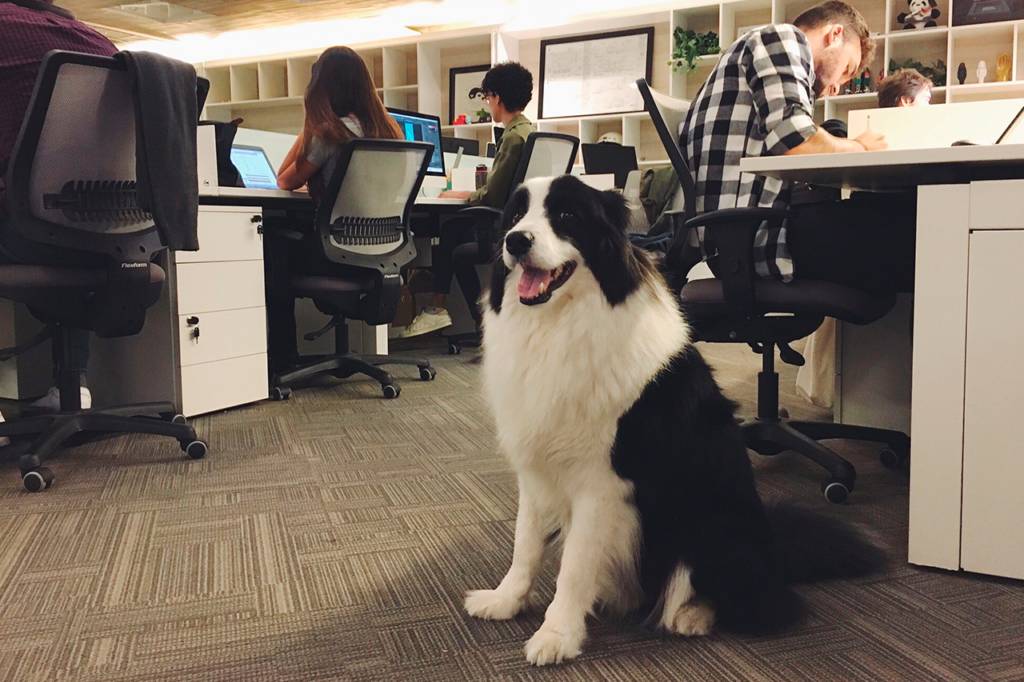 Projeto é do deputado Daniel Donizet, distrital defensor dos animais