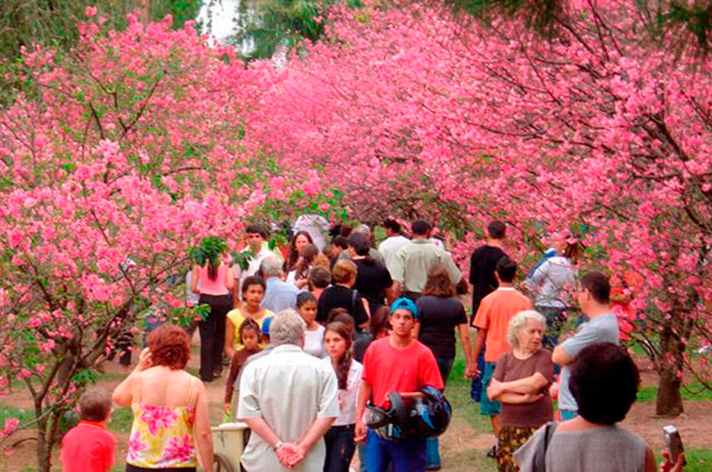 Pessoas caminham em meio às cerejeiras da cidade de Garça (SP) – Foto: Divulgação / Cerejeiras Festival