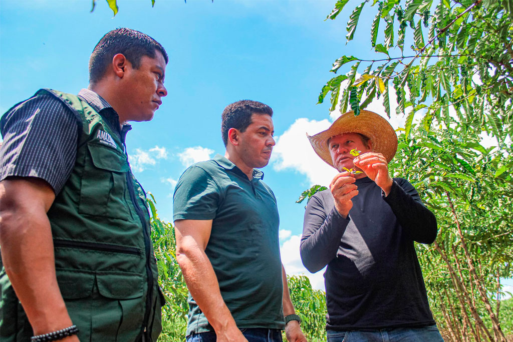 Cafeicultores do Distrito de Realidade comemoram investimentos de Delegado Péricles (PL-AM) e colheita histórica de café - Foto: Márcio James