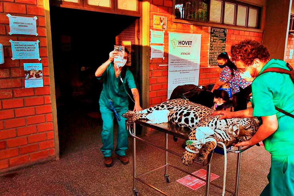 Atendimento efetivo a animais vitimados por desastres é um dos pontos do projeto - Foto: Willian Gomes/Secom UFMT